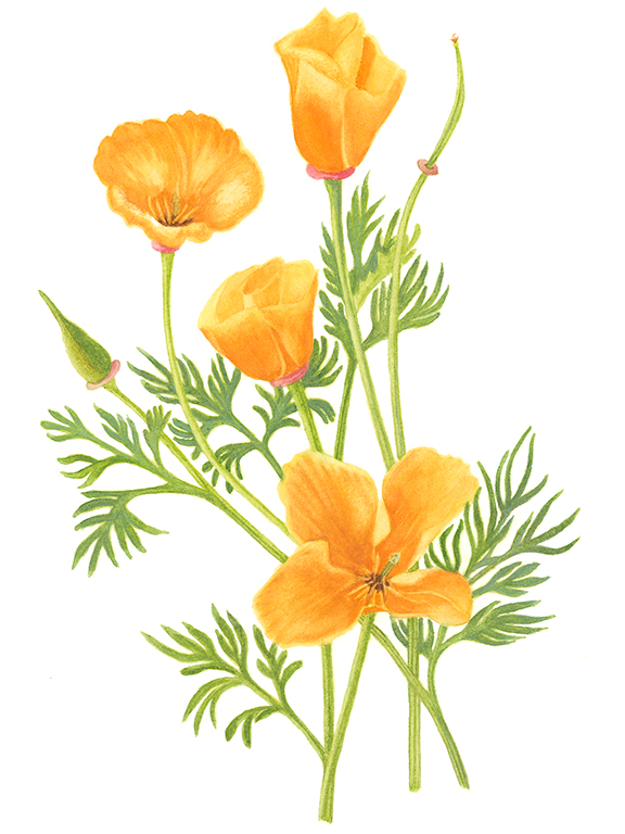 California Poppy